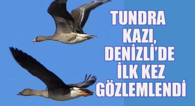 Tundra kazı, Denizli'de ilk kez gözlemlendi