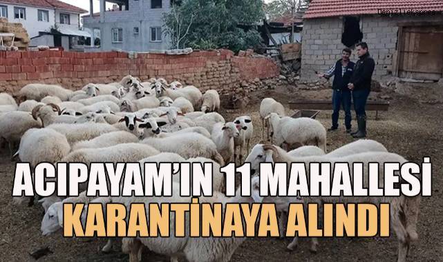 Acıpayam’ın 11 mahallesi çiçek karantinasına alındı
