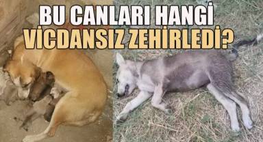 Bu canları hangi vicdansız zehirledi?