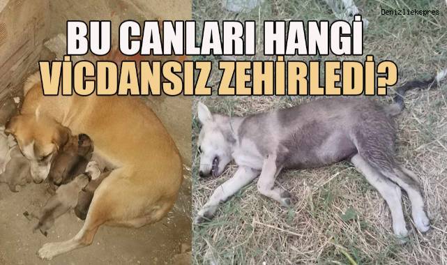 Bu canları hangi vicdansız zehirledi?