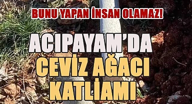 Acıpayam'da Ceviz Katliamı