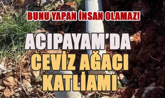 Acıpayam'da Ceviz Katliamı