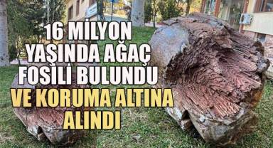 16 milyon yaşında ağaç fosili bulundu ve koruma altına alındı
