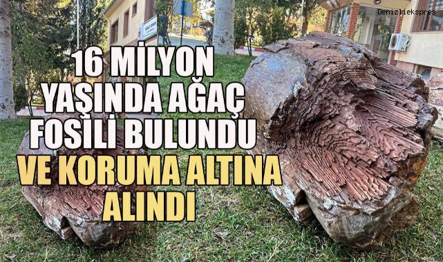 16 milyon yaşında ağaç fosili bulundu ve koruma altına alındı