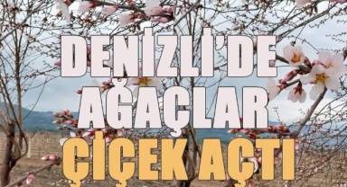 Denizli’de Şubat ayında ağaçlar çiçek açtı