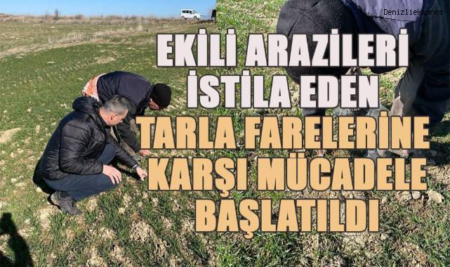 Üreticilerin tarla fareleriyle mücadelesi başladı