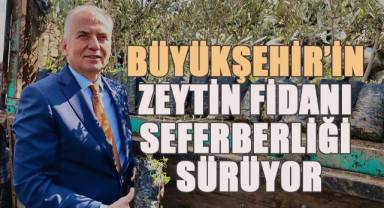 14 ilçede 240 bin zeytin fidanı toprakla buluşacak
