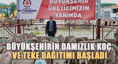 Büyükşehirin damızlık koç ve teke dağıtımı başladı