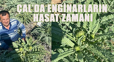 Çal'da geçen yıl dikilen enginarlardan, ilk hasat yapılmaya başlandı.