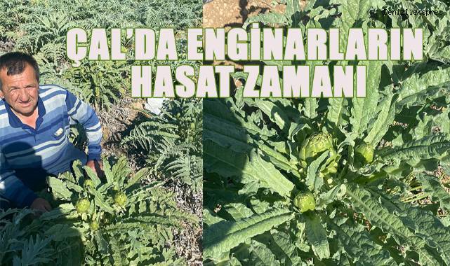 Çal'da geçen yıl dikilen enginarlardan, ilk hasat yapılmaya başlandı.