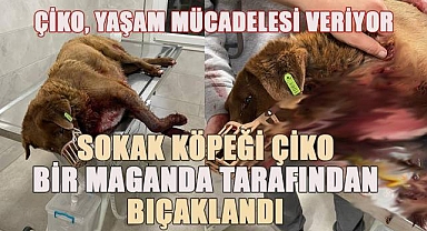 Denizli Merkezefendi'de Sevimli Sokak Köpeği Çiko bir Maganda tarafından bıçaklandı