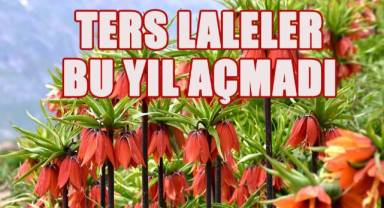 Ters laleler iklim değişikliğinden olumsuz etkilendi
