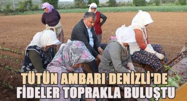 Tütün üreticileri fideleri toprakla buluşturmaya başladı