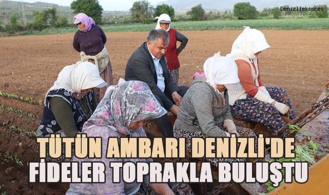 Tütün üreticileri fideleri toprakla buluşturmaya başladı