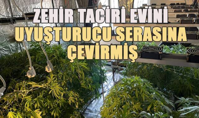 Zehir tacirinin evi uyuşturucu serası çıktı