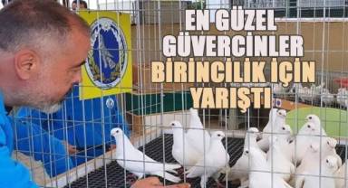 Azman güvercinlerinin 11. Irk Güzellik Yarışması yapıldı