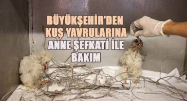 Büyükşehir’den kuş yavrularına anne şefkati ile bakım