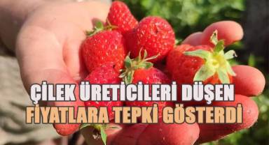 Çilek üreticileri düşen fiyatlara tepki gösterdi