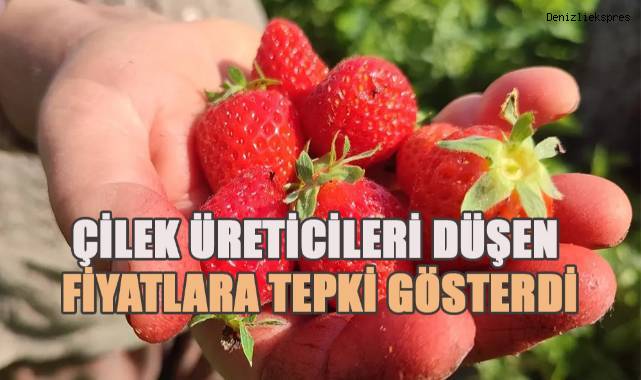 Çilek üreticileri düşen fiyatlara tepki gösterdi