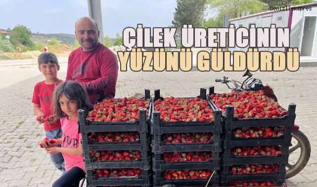 Çilek üreticinin yüzünü güldürdü