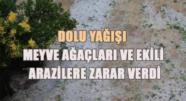 Dolu yağışı meyve ağaçları ve ekili arazilere zarar verdi