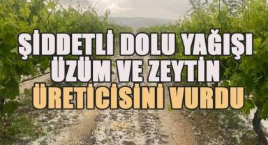 Şiddetli dolu yağışı üzüm ve zeytin başta olmak üzere ekili arazilere zarar verdi