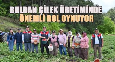 Buldan çilek üretiminde önemli bir konuma ulaştı