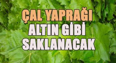 Çal yaprağı altın gibi saklanacak