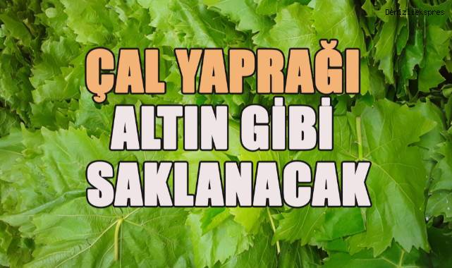 Çal yaprağı altın gibi saklanacak