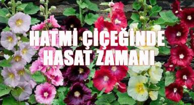 Şifa deposu deve hatmi çiçeğinde hasat başladı