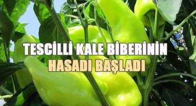 Tescilli Kale Biberinin hasadı başladı