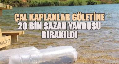 Çal Kaplanlar Göletine 20 bin sazan yavrusu bırakıldı