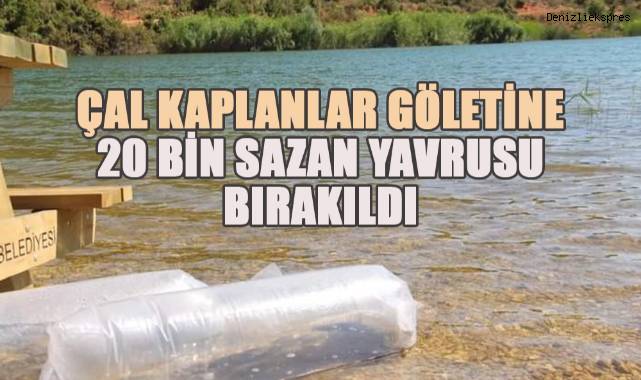 Çal Kaplanlar Göletine 20 bin sazan yavrusu bırakıldı