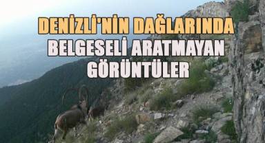 Denizli'nin dağlarında belgeseli aratmayan görüntüler