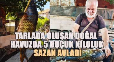 Tarlada oluşan doğal havuzda 5 buçuk kiloluk sazan avladı