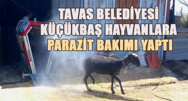 Tavas Belediyesi 21 bin 735 küçükbaş hayvana parazit bakımı yaptı