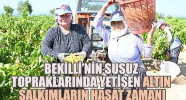 Bekilli'nin susuz topraklarında yetişen altın salkımların hasat zamanı