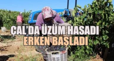 Çal'da üzüm hasadı erken başladı
