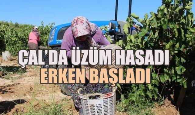 Çal'da üzüm hasadı erken başladı