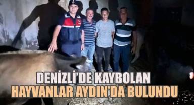 Denizli’de kaybolan hayvanlar Aydın’da bulundu