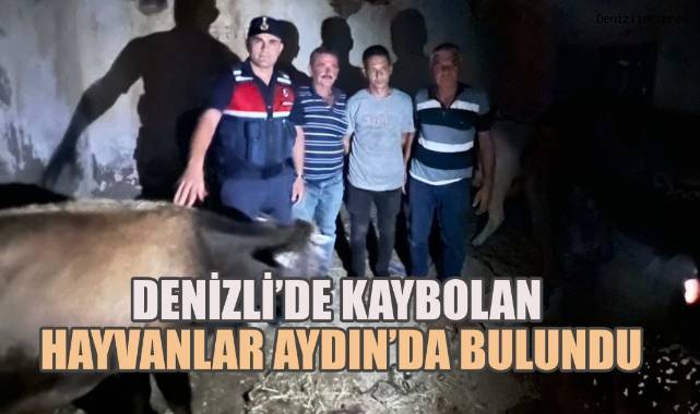Denizli’de kaybolan hayvanlar Aydın’da bulundu