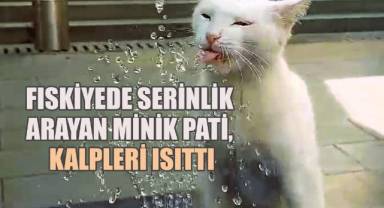 Fıskiyede serinlik arayan minik pati, kalpleri ısıttı