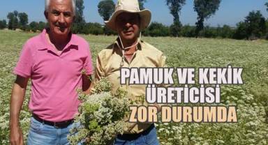 Pamuk ve kekik üreticisi zor durumda