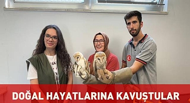 Yaban dostları doğal hayatlarına kavuştu