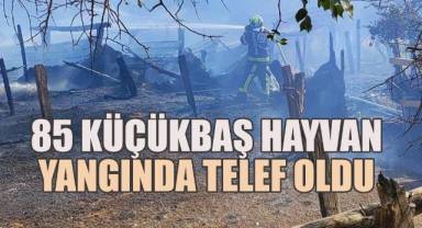Çıkan Yangında 85 Küçükbaş Hayvan Telef Oldu