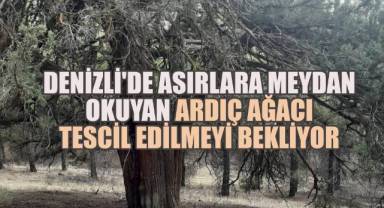 Denizli'de 700 Yıllık Ardıç Ağacı Tescil İçin Başvuru Yapıldı