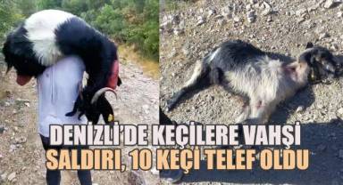 Denizli'de Keçilere Vahşi Saldırı: 10 Keçi Telef Oldu