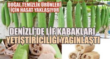 Denizli'de Lif Kabakları Ekimi Yaygınlaşıyor: Doğal Temizlik Ürünleri İçin Hasat Yaklaşıyor