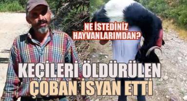 Keçileri öldürülen Çoban İsyan etti,