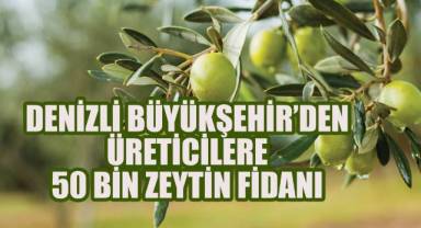 Denizli Büyükşehir Belediyesi’nden Çiftçilere 50 Bin Zeytin Fidanı Desteği